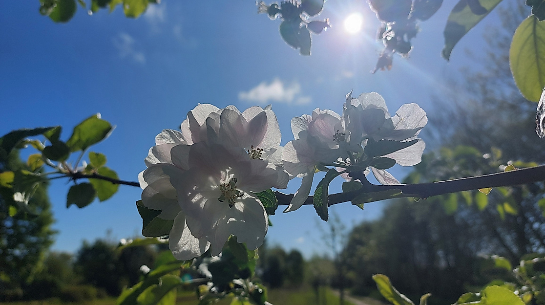 Apfelblüten im Gegenlicht