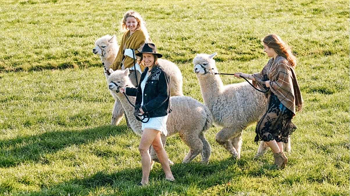 Waytalla Alpakas - Alpaka-Wanderung bei Stade / Hamburg