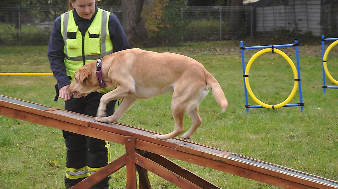 Hund