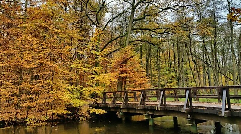 Wanderung mit Entdeckungen im Stadtwald (südlicher Teil)