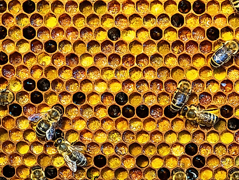Honigbienen auf Wabe