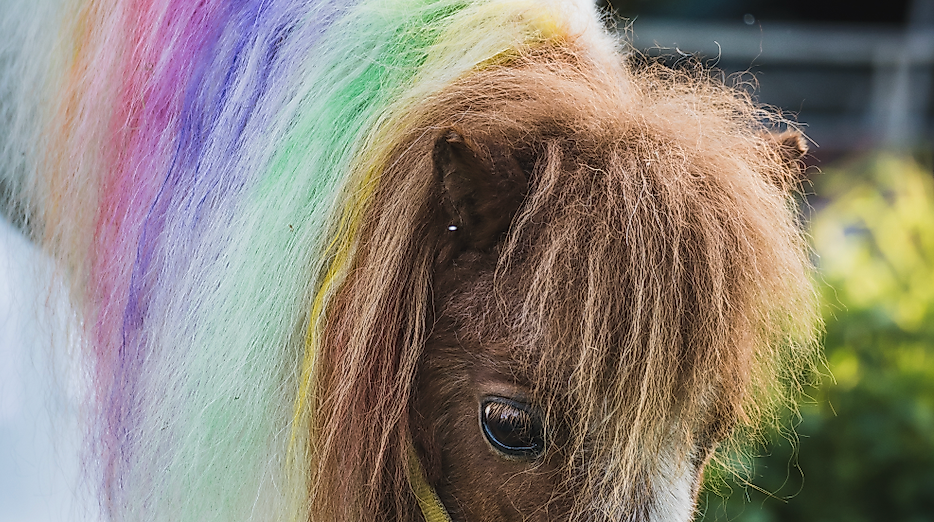 Schon mal ein Einhorn aus der Nähe gesehen?