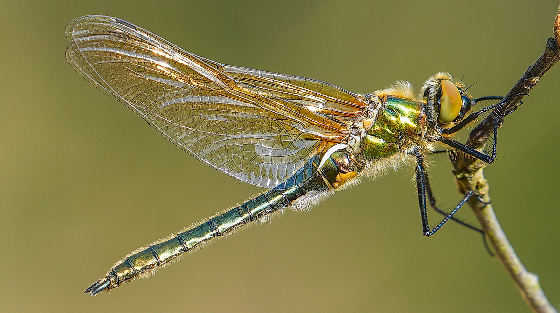 Falkenlibelle