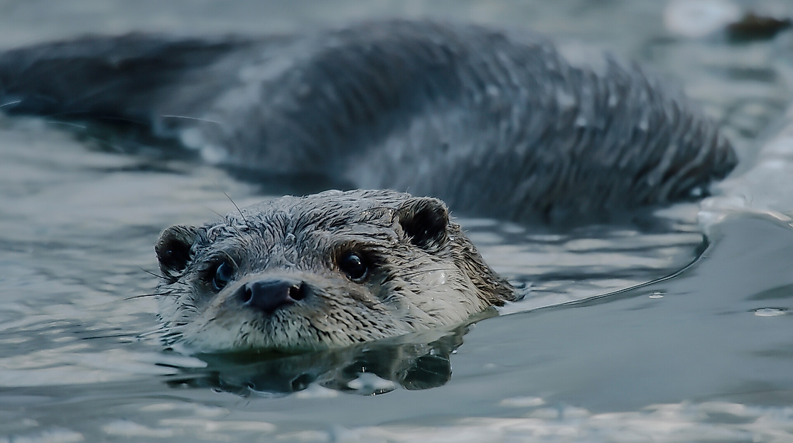 Mecklenburgs geheime Wasserwildnis