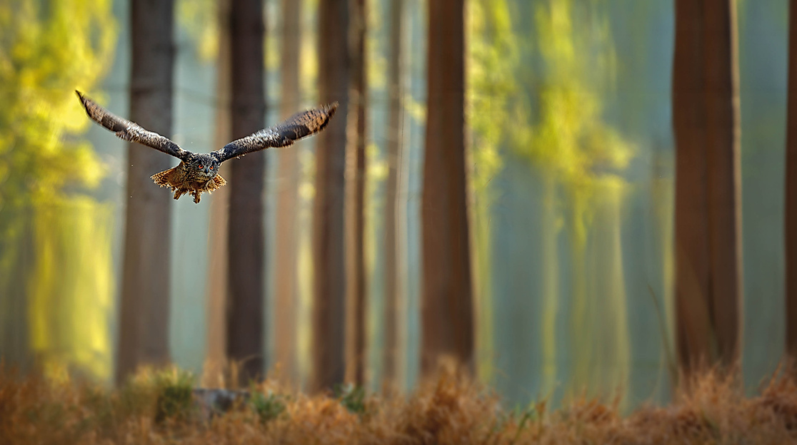 Fliegende Eule im Wald
