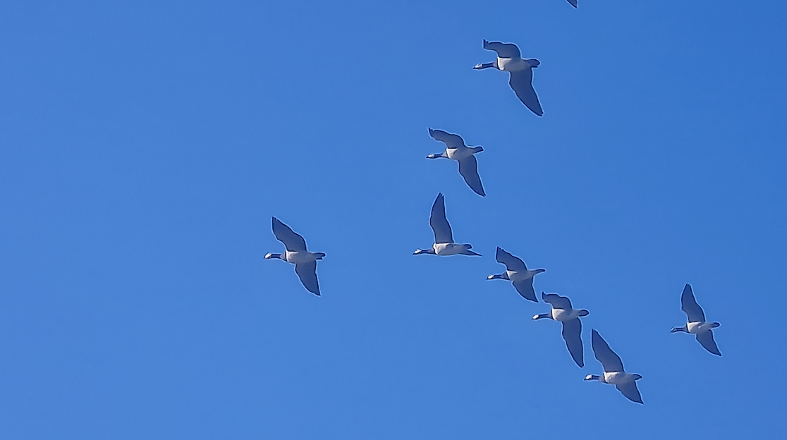 Zum Fliegen geboren - warum Vögel fliegen können