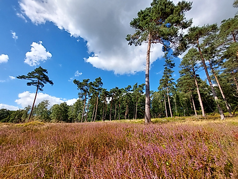 Wer war eigentlich Töns(heide)?