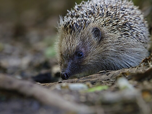 The Epic Adventure of a Hedgehog