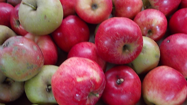 Kleiner Apfeltag in der Mehlbeere