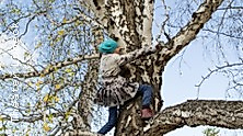 Als die Großen den Wald zerstörten