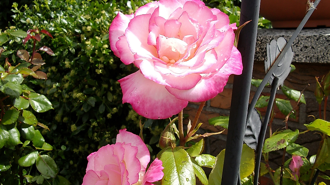 Gartenöffnung Der vielfältige Garten