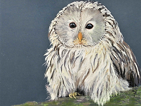2025-Ausstellung-Pfeifer