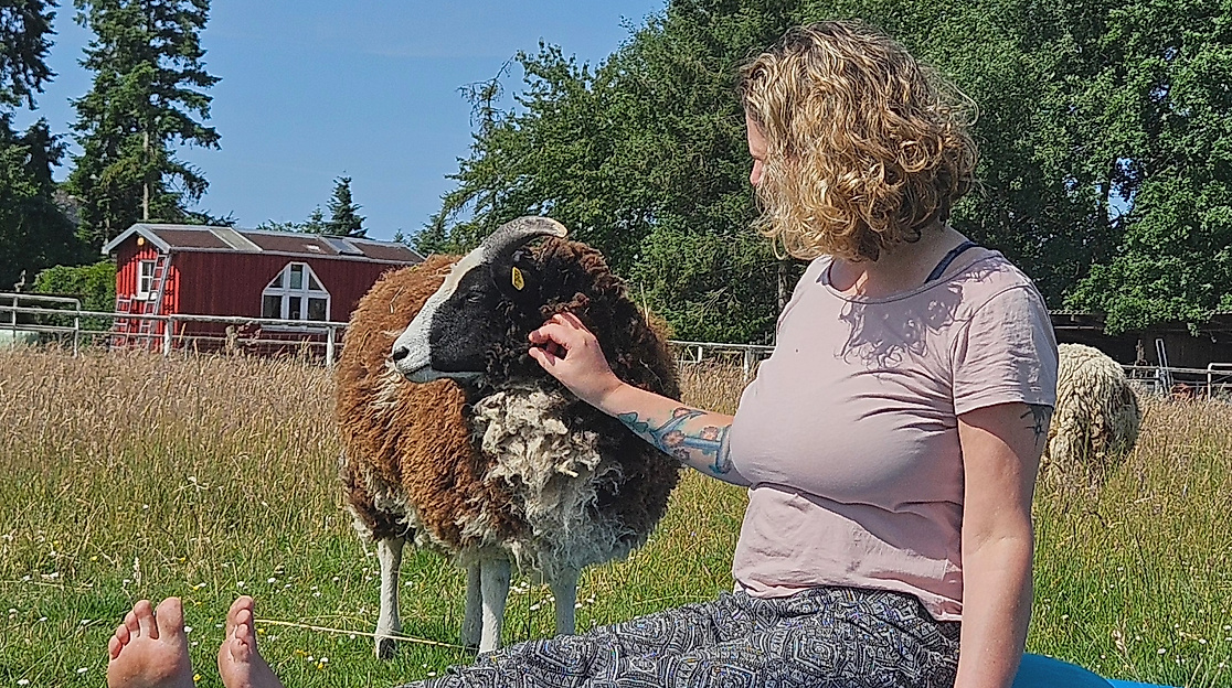 Yoga in der Schafherde