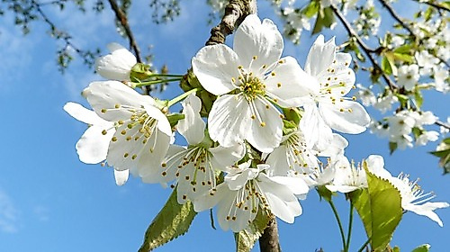 Abendmahlsgottesdienst mit Pastorin Nicola Nehmzow