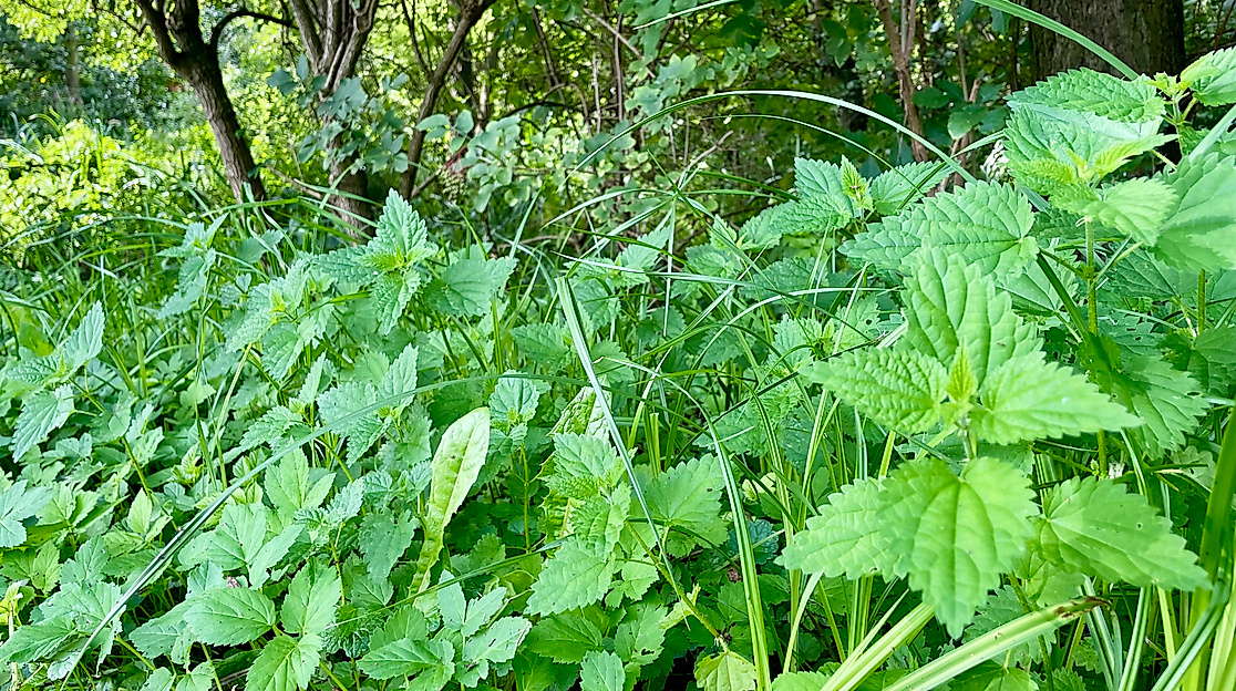 Wildkräuter Brennnessel