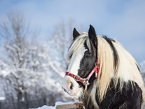 Adventsreiten am 2. Advent
