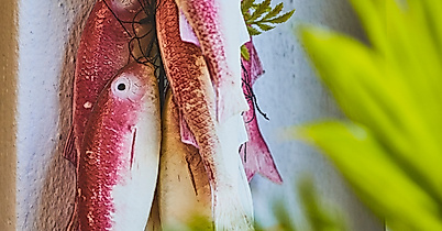 goedekens-kombuese_c-2018-thisisjulia-photography-3