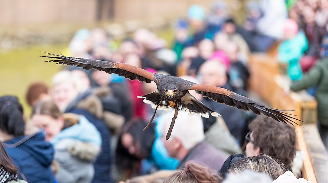 Wildpark Lüneburger Heide