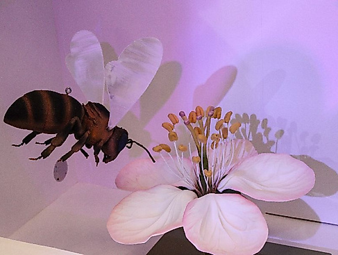 Die Welt der Insekten