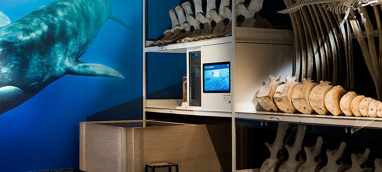 Museum der Natur Hamburg - Zoologie