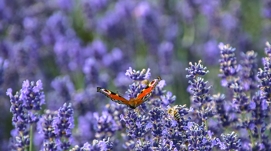 Kräutertag in Horstedt