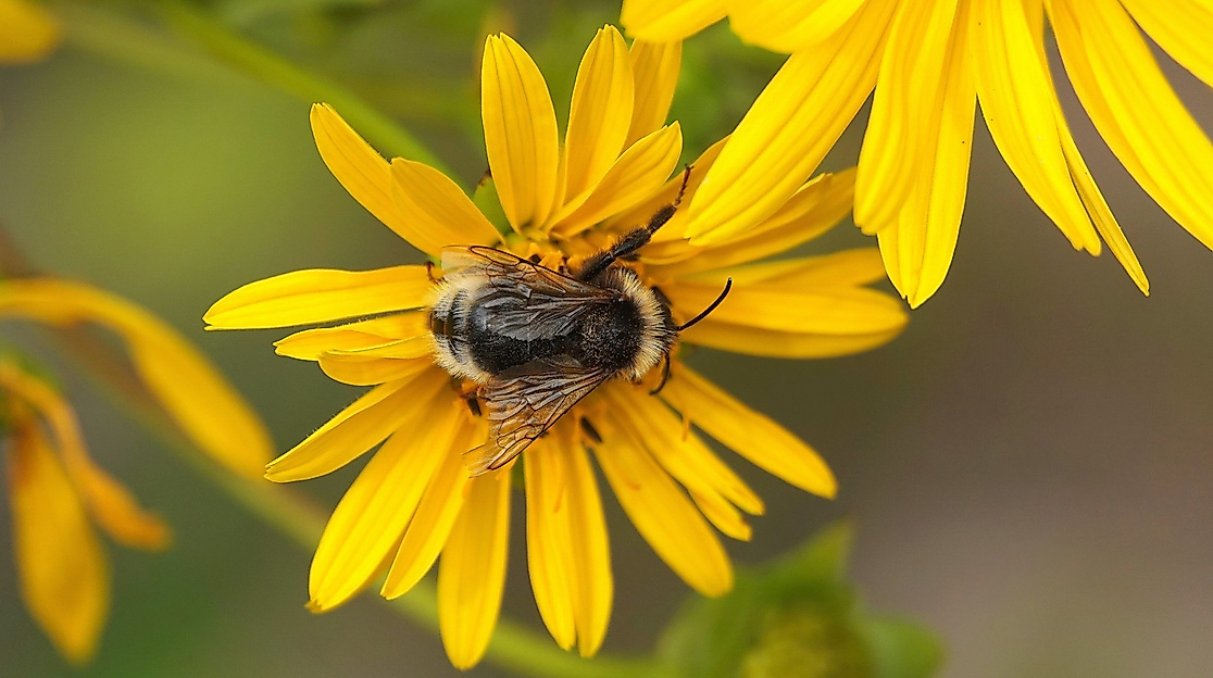 Hummel auf Blüte