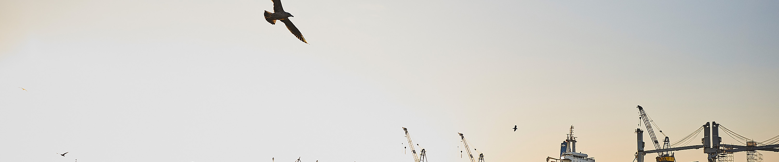Sonnenaufgang im Hamburger Hafen mit Möwe im Flug, Schiffen und Hafenkränen im Gegenlicht
