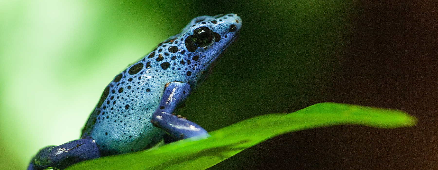 Tropen-Aquarium Hagenbeck