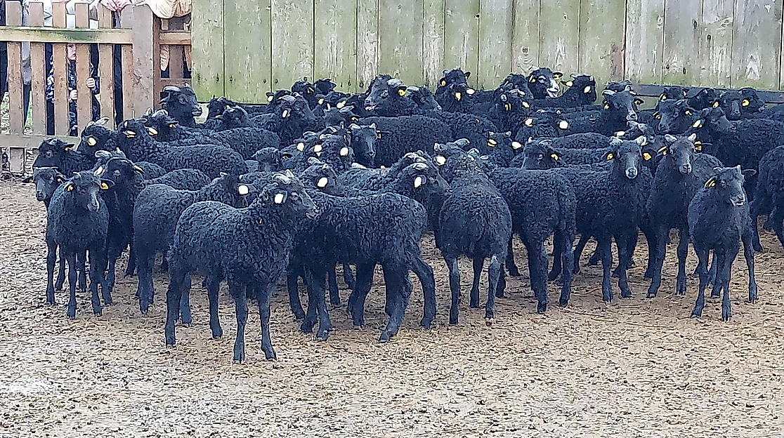 Großes tierisches Osterquiz