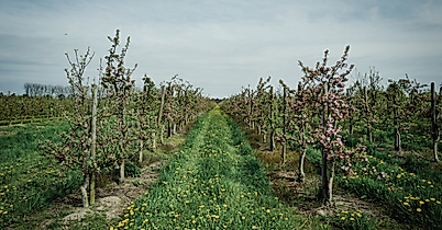 Finkenwerder