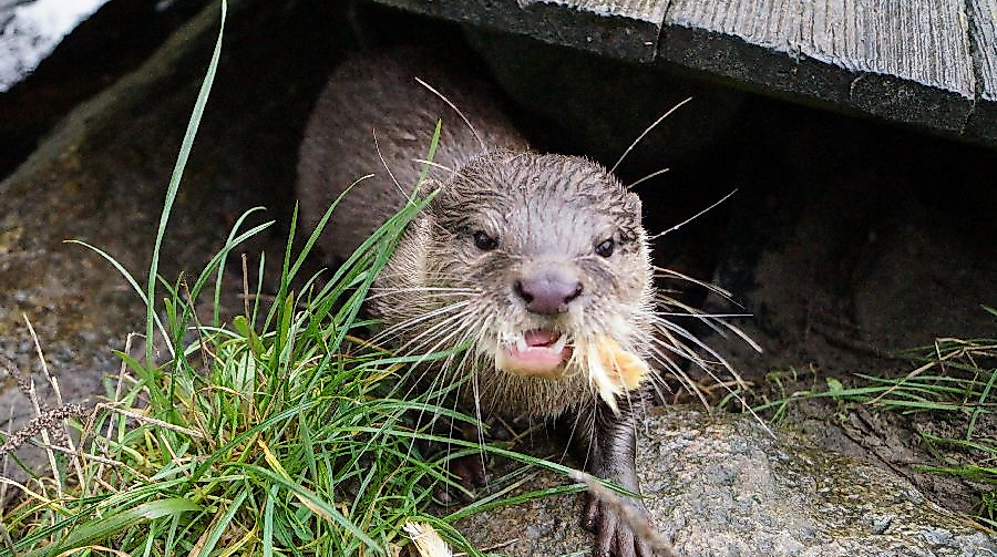 Tierisch viel Spaß