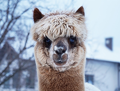 Alpaka-Tour mit Glühwein