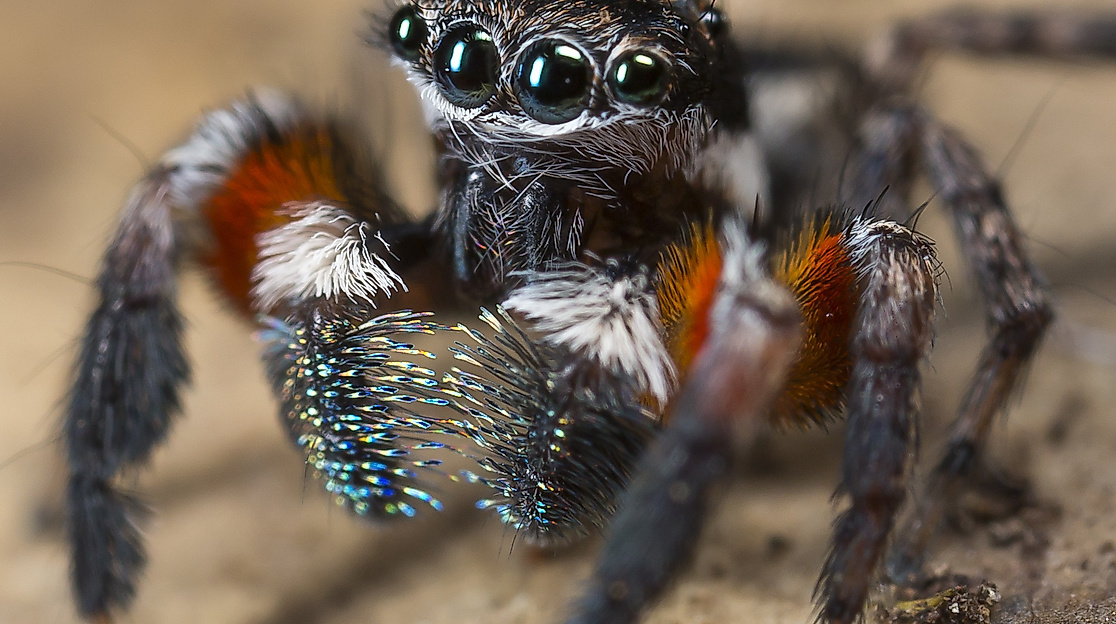 Spinnenbild von Dr. D. Harms