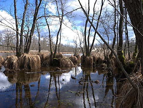 Europas Amazonien - Das Auenland
