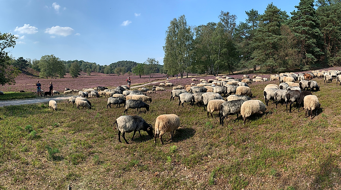 Fischbeker Heide