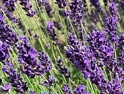 Destillations-Workshops - Workshop: Lavendel-Destillation