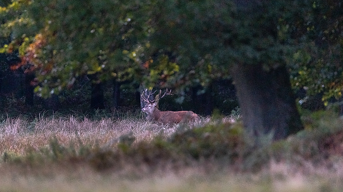 Hirschbrunft in der Südheide