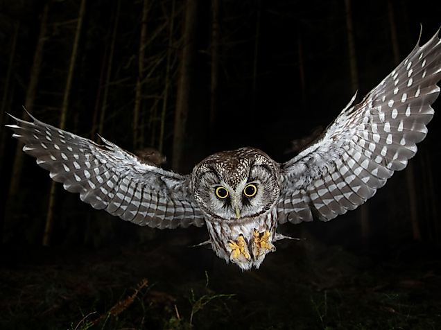 Die Nacht erwacht