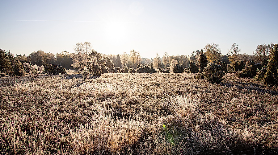 Oberoher Heide bei Frost