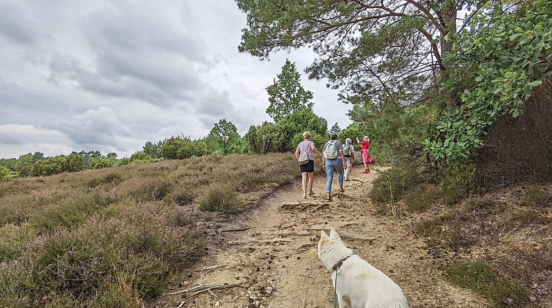 Heideblütenwanderung im Suderburger Land