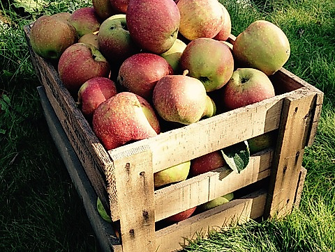 apple-1431268_640