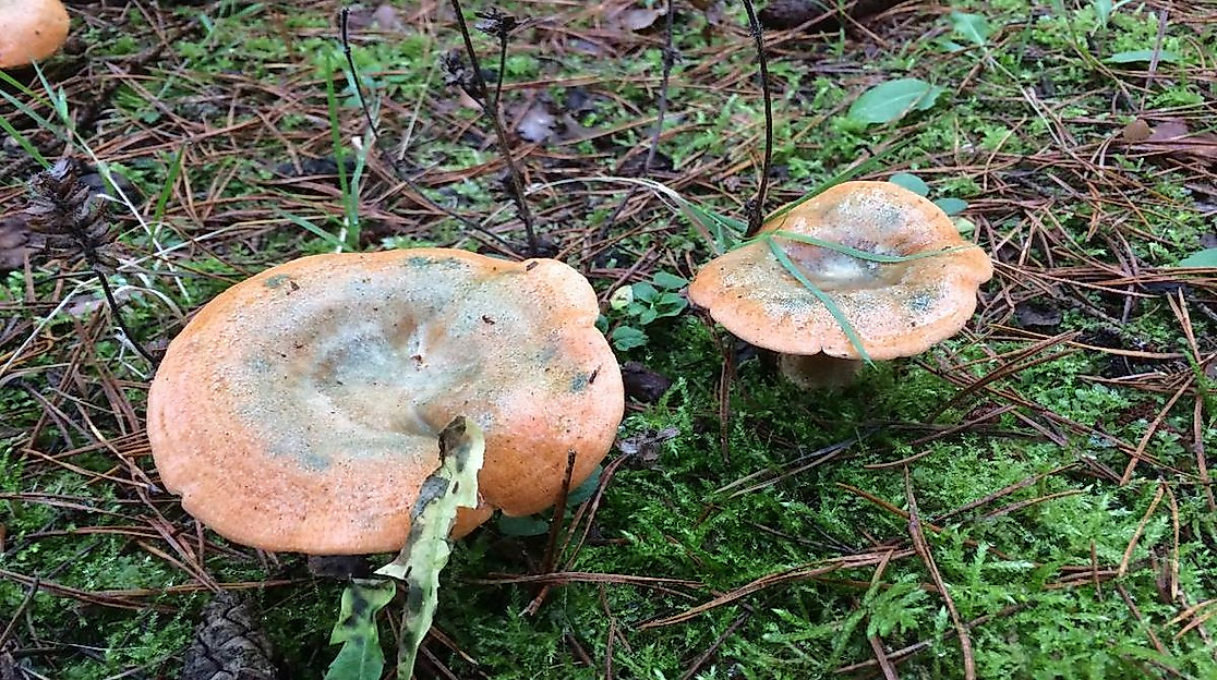 geführte Pilzwanderung