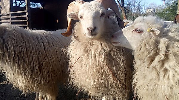 Kinder-Uni: Vom Schaf zur Wolle
