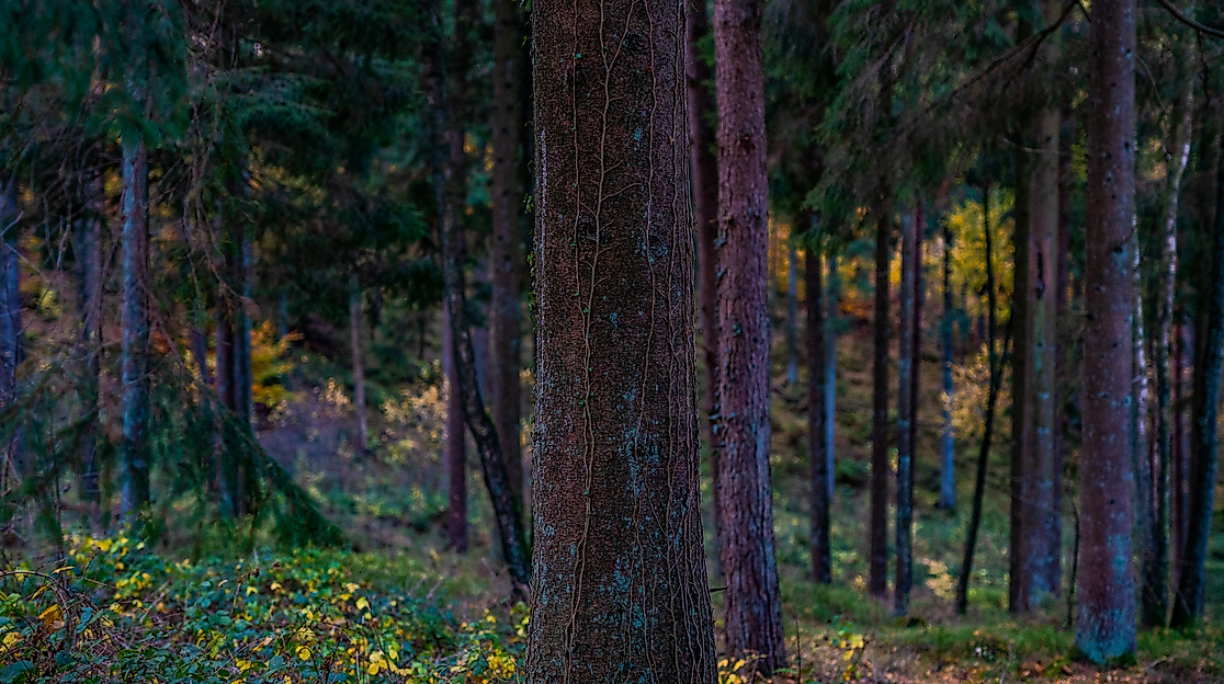 Herbstspaziergang im Tönsheider Wald