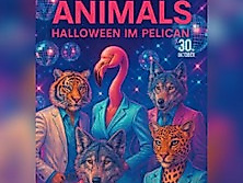 Disco Animal-Halloween