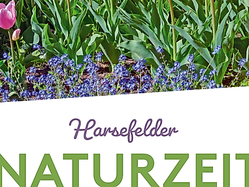 Pilzführung im Rahmen des Harsefelder Naturzeitprogramms