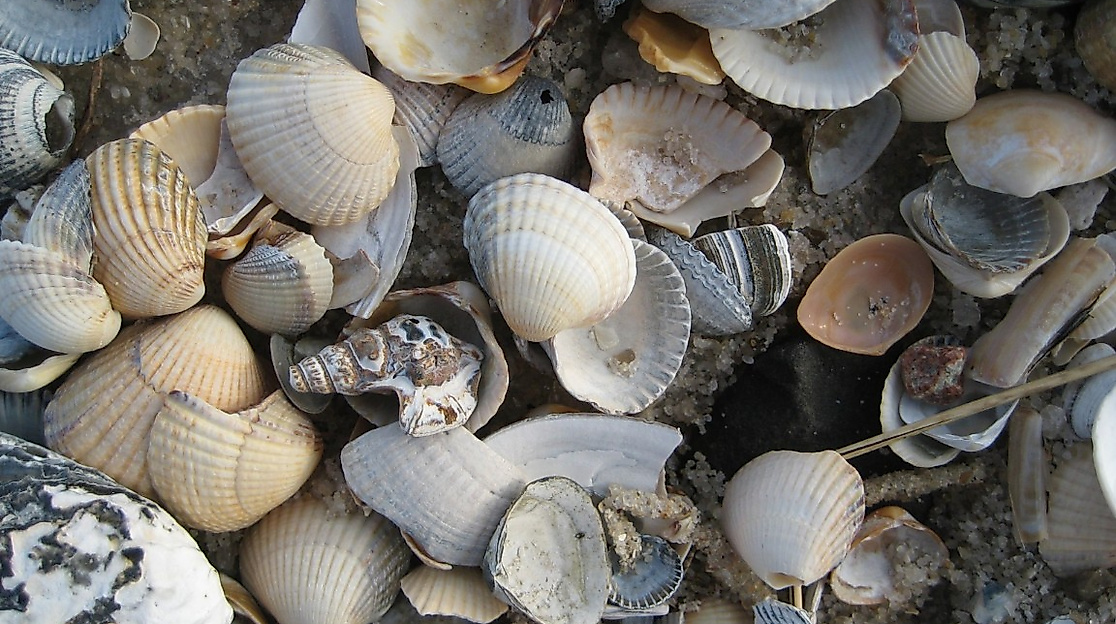 Herzmuscheln und Pelikanschnecke