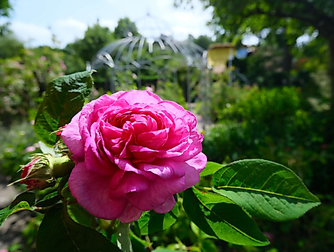 Rosenblüte im Gerda-Nissen-Garten