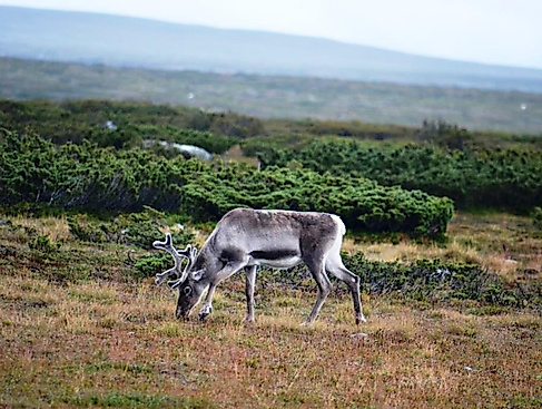 25-11-25 Stekenjokk Wolf Leichsenring