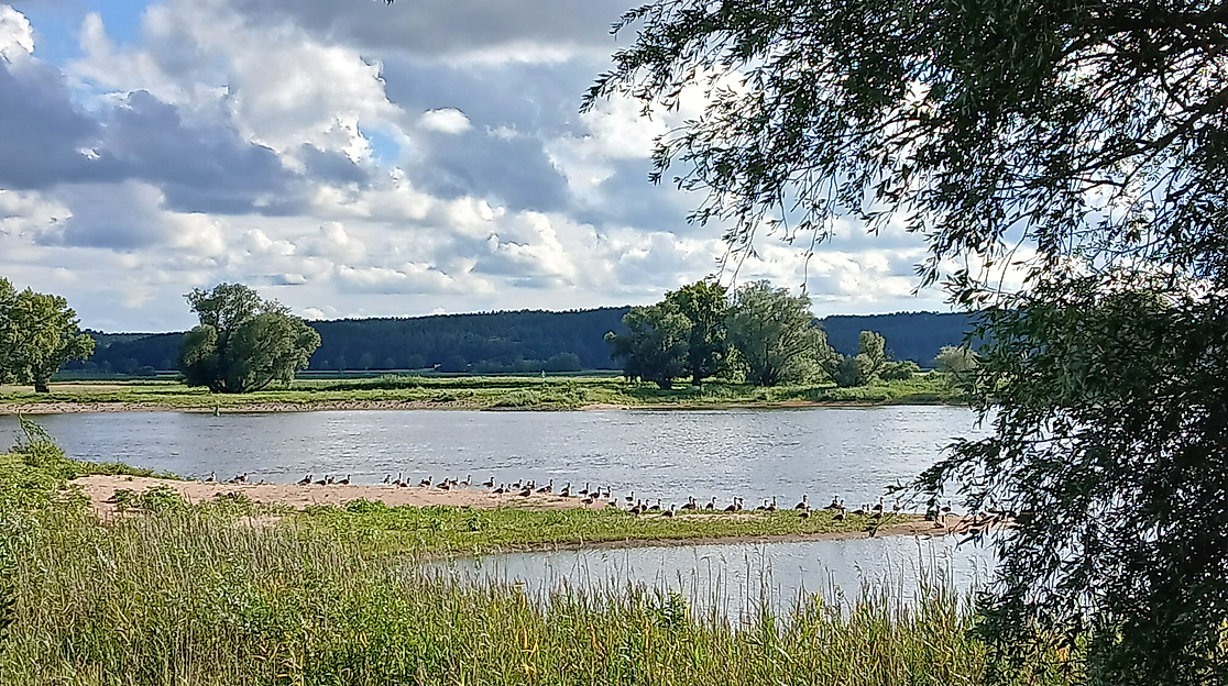 Woche der Natur - Elbstrandtour